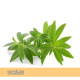 Lemon Verbena - 檸檬馬鞭草 Lemon Verbena - 檸檬馬鞭草